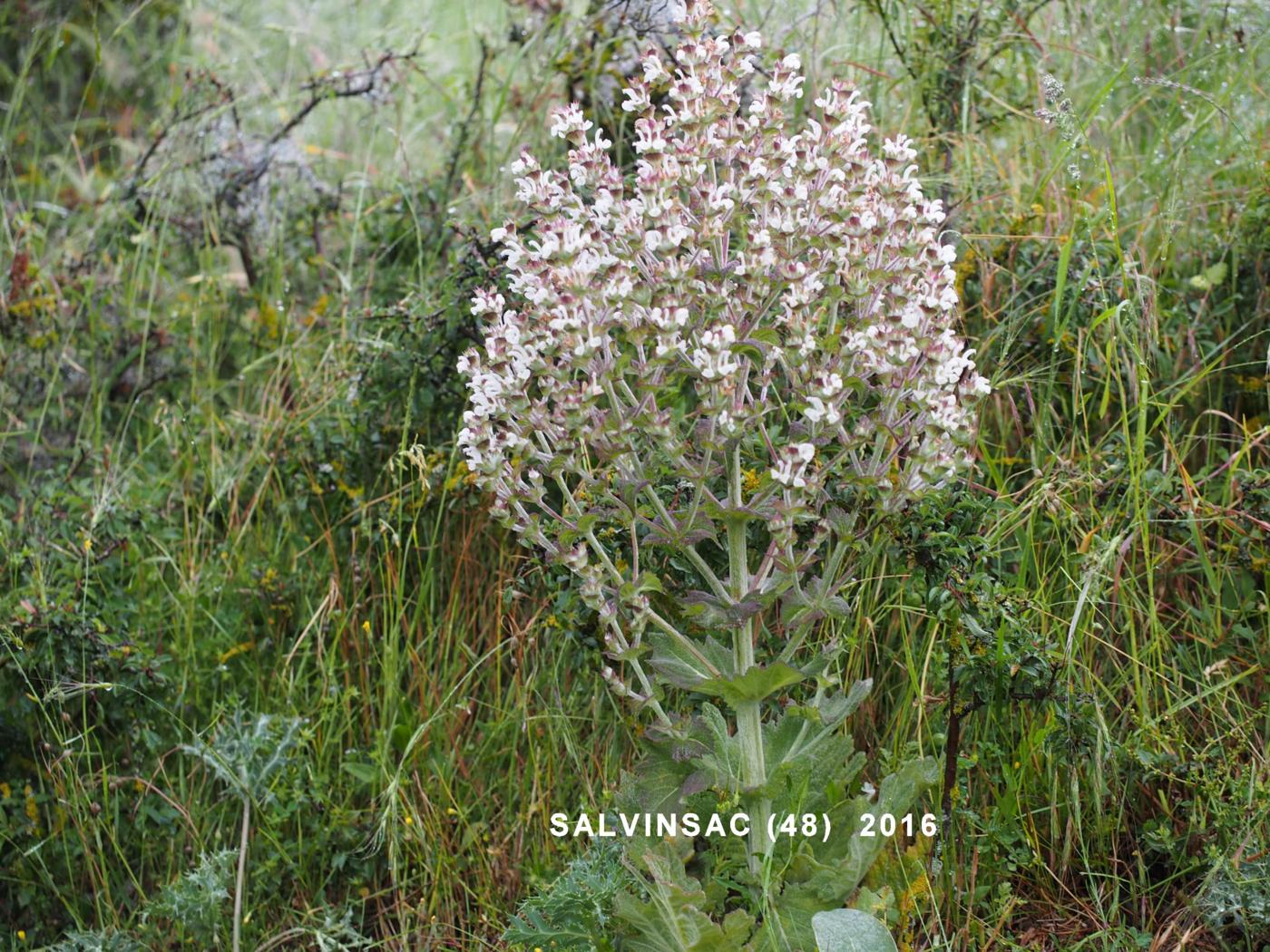 Sage, Mediterranean plant